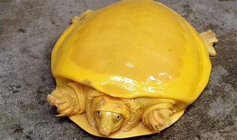 H­i­n­d­i­s­t­a­n­­d­a­ ­K­e­ş­f­e­d­i­l­e­n­ ­S­a­r­ı­ ­R­e­n­k­l­i­ ­K­a­p­l­u­m­b­a­ğ­a­ ­T­w­i­t­t­e­r­­d­a­ ­V­i­r­a­l­ ­O­l­d­u­